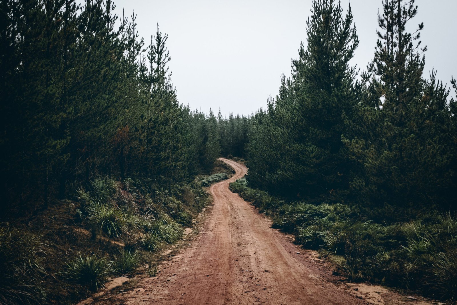 Orman içinde off-road rota yolu